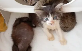 Veterinární péče pro zachráněné maminky s koťátky