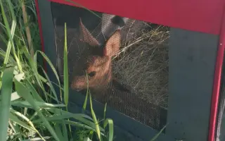 Zachraňme kokořínská srnčata