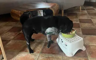 Záchrana nožičky pro Franka