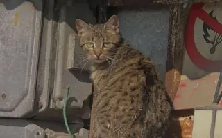 Lepší život pro kočky na Berounsku !