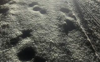 Brdy ji schovaly, lidé ji našli - pomozme fence Týnce uzdravit tlapku 🐾