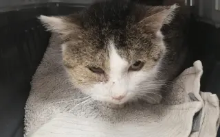 ❣️FUNGOVÁNÍ LIGY NA OCHRANU ZVÍŘAT - VETERINÁRNÍ PÉČE PRO KOČKY V NOUZI⚕️👩‍⚕️