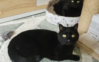 VÁNOCE PRO KOČIČKY BEZ DOMOVA