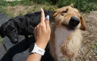 Pomozte nám postavit útočiště pro psy z ulice