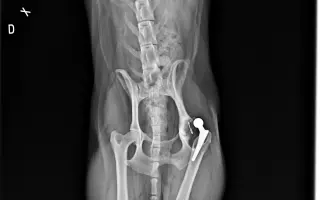 Akutní operace kyčle pro Charlieho: pomozte mu opět běhat bez bolesti