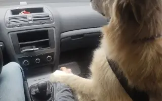 FOXY čekal 10 let na domov. Konečně ho našel. Teď bojuje o život.