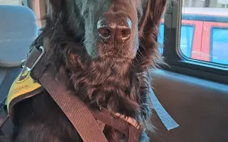 Potřebujeme opravit auto, na kterém jsme závislí.