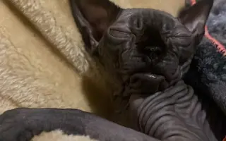 Pomoc pro kocourka Jeníčka