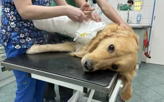 Kroky, které nebolí: Mauriho 4.bitva