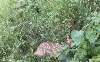 Stop utrpení srnčat – pomozte nám koupit dron s termovizí