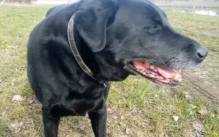 Prosím, pomozte Joshuovi bojovat s cukrovkou.