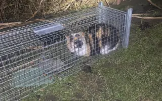 Kočky vrní, faktury křičí. Pomozte MonPet z.s. dál zachraňovat kočičí životy.
