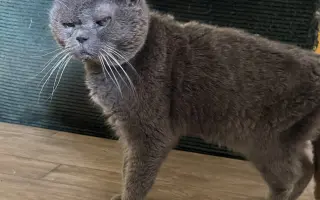 Pomoc pro kočeny z Depozita Elinka