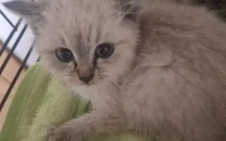 Druhá šance na život – veterinární péče pro zraněné, opuštěné a týrané kočky