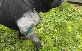 Záchrana nožičky pro Franka