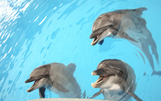 Přispějme na delfinoterapii pro bojovníka Sebíka