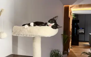 Pomozte zachránit roční Olivku v boji s FIP a FeLV♥️
