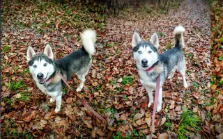 Pomáháme opuštěným a týraným psům najít cestu domů 🩷