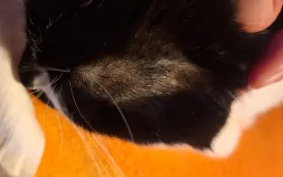 9 nalezených Lásek