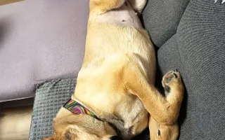 Darujte prosím Roxy život – šance na operaci a další roky plné radosti