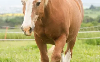 Veterinární péče a krmivo pro svěřence v útulku