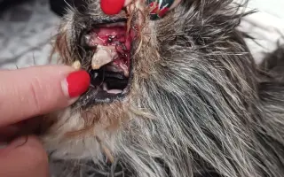 Voříškov prosí o pomoc pro psí útulkáče, poničku Babuňu, kočky a další zvířátka