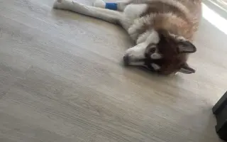 Dinno psík s epilepsií