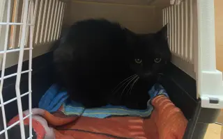 Pomozte uhradit vyšetření pro kočičku Kofi