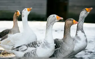 Pomůžete nám naplnit bříška hospodářským zvířátkům