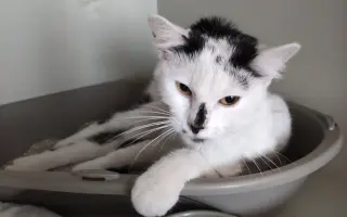Kostík, který potřebuje operaci