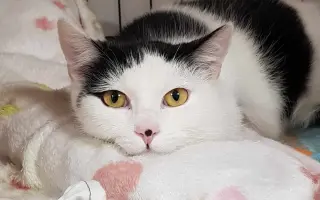 Zachraňme Flíčkovi pacičku a normální život