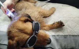 Zachraňme Mejlíkovi nožičku ❤️