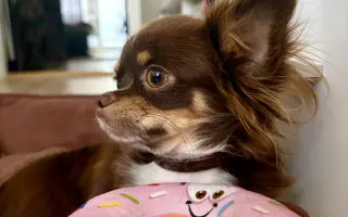 Pomozme Xyrušče znovu běhat 🐾♥️