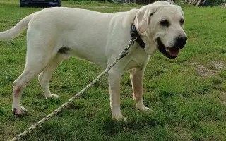 Veterinární pomoc naším svěřencům