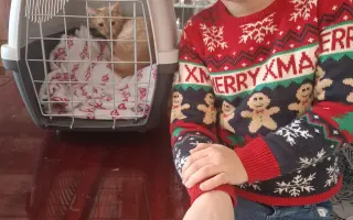 Pomozte s úhradou léčby kocourka Benjamina