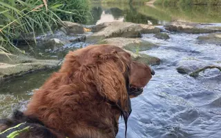 Pomoc pre Hectorka ❤️ držte tlapky, právě bojujeme 🍀