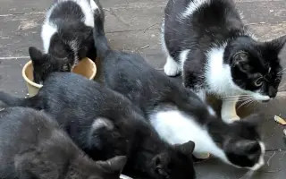 Pomozte sedmi kočkám zachráněných z ulice