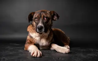 Operace pro Eminema: Pomozte nám zachránit rameno mladého psího úžasňáka