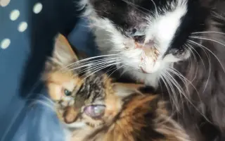 Druhá šance začíná tady: Rekonstrukce karantény pro kočky a skladu