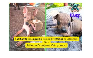 Pomozme pejskům, kteří by jinak šanci na lepší život neměli