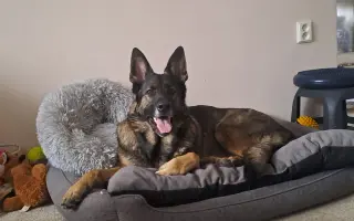 Pomozte Bailey znovu běhat bez bolesti