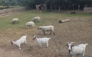 Sucho vypálilo pastviny. Zachráněná zvířata potřebují seno.