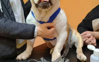 Záchrana pro Stelu – operace nádoru a oka