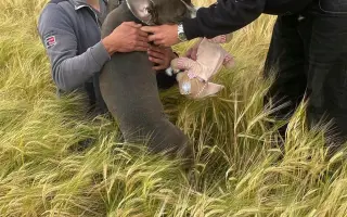 Pořízení dronu s termokamerou na záchranu srnčat