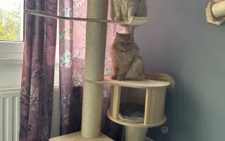 Pomozme Jambimu s potřebnou léčbou