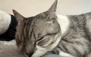 Daisy bojuje o život. Pomozme jí znovu dýchat
