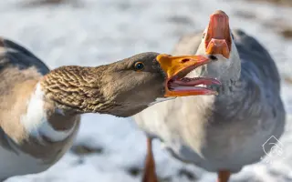 Pomůžete nám naplnit bříška hospodářským zvířátkům