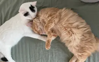 Pomozte Rufíkovi porazit FIP