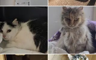 Staňte se nadějí pro kočičky bez domova