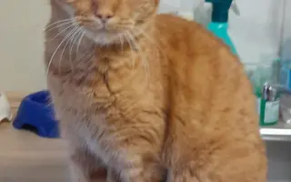 Domeček plný naděje pro opuštěné kočky